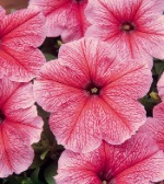 Петуния мультифлора Мираж Спринг